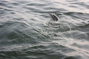 IMG_2164.JPG