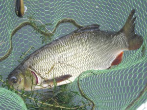 IMG_1091.jpg