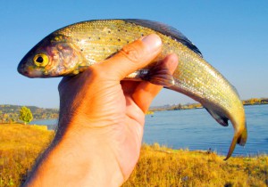 IMGP2881.jpg