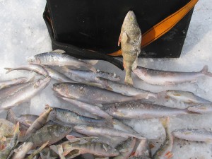 IMG_4954.JPG