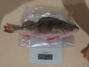 IMG_4962.JPG