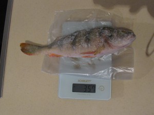 IMG_4965.JPG