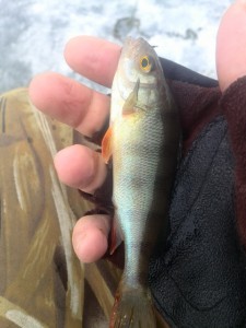 IMG_20130411_191102.jpg