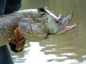 388_club-fish.ru.jpg