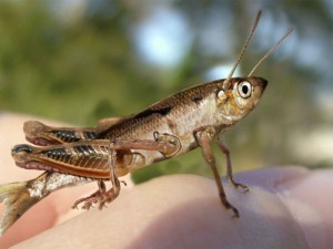 415_club-fish.ru (1).jpg