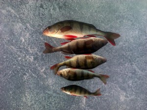 IMG00030.jpg