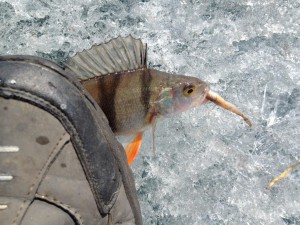 IMG_0387.JPG