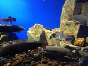 IMG_0508.JPG