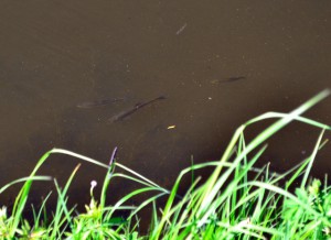 DSC_1325.JPG