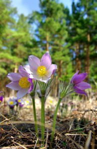 IMGP6046 АА_новый размер.jpg