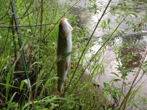 IMG_1456.JPG