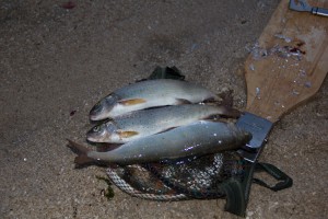 IMG_8338.jpg