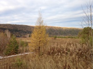 IMG_0221.jpg