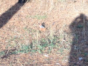 IMG_0213.jpg