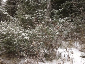 IMG_0527.jpg