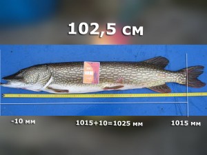 щука-Ivanopulo-1025.jpg