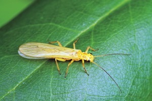 little yellow stonefly.jpg