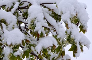 DSC_2240.JPG