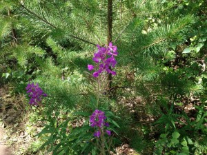 IMG_1650.jpg