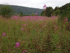IMG_1677.jpg