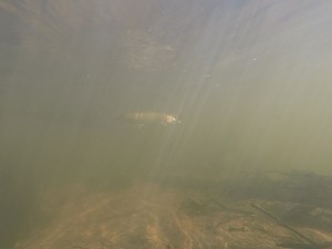 G1231379.1.jpg