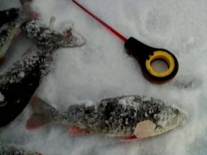 IMG_20150113_163946.jpg