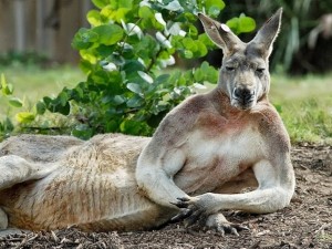 kangaroo-bicep.jpg