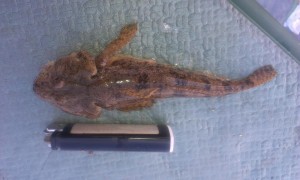 IMAG0064.jpg