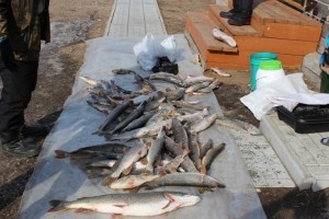 IMG_0395_746x497.jpg