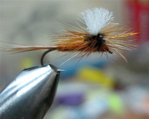 72ac81d72cc2.jpg