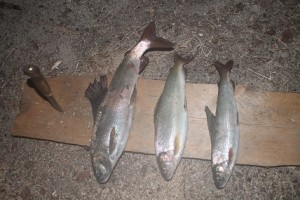 IMG_1248.JPG