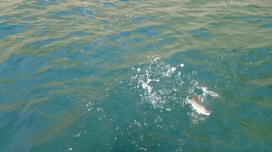 DSC_0209.JPG