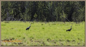 DSC_2362.jpg