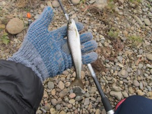 IMG_3460.JPG