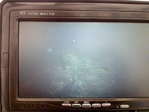 Сорога.jpg