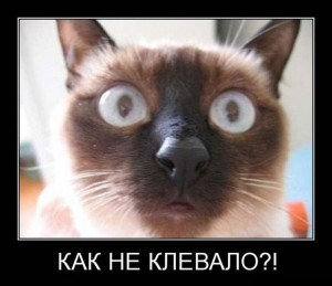 котэ.jpg