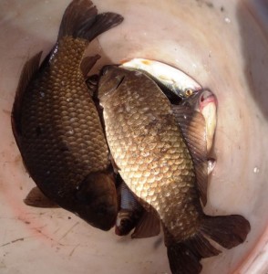 DSC01929.JPG