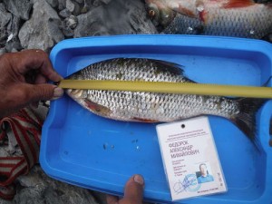 Сорога-Аlexsander-20.07.jpg