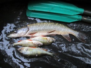 IMG_1210.JPG