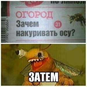 оса.jpg