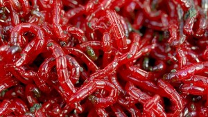maxresdefault.jpg