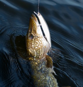 Pike-7578.jpg