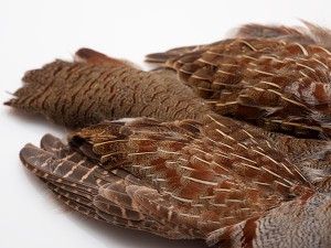 partridge.jpg