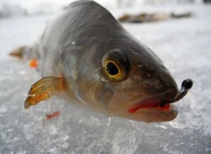 perch2.jpg