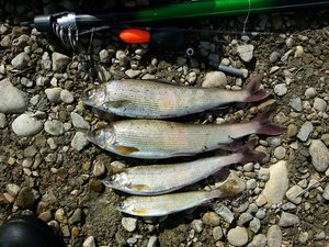 20170420_150626.jpg