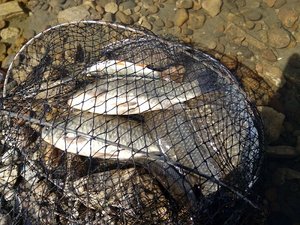 IMG_20170514_144217.jpg