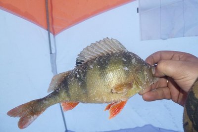 P1010011.JPG