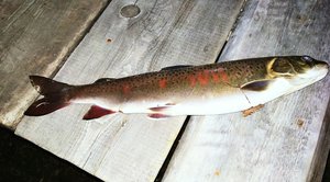 IMG_20170917_114127.jpg