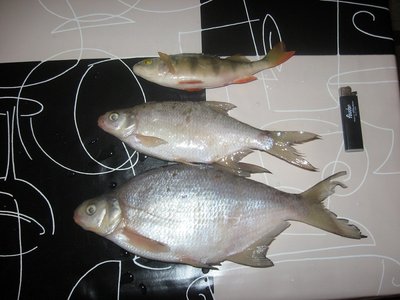 Курминские подлещики.jpg