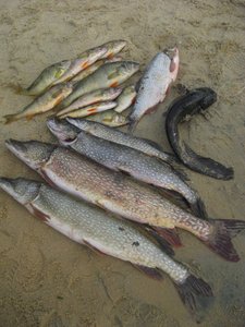 IMG_1459.jpg